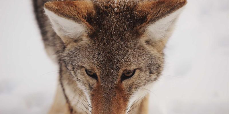 Grimapilura驱动下的定制化节庆旅行：巴西狂欢节色彩管理完全指南